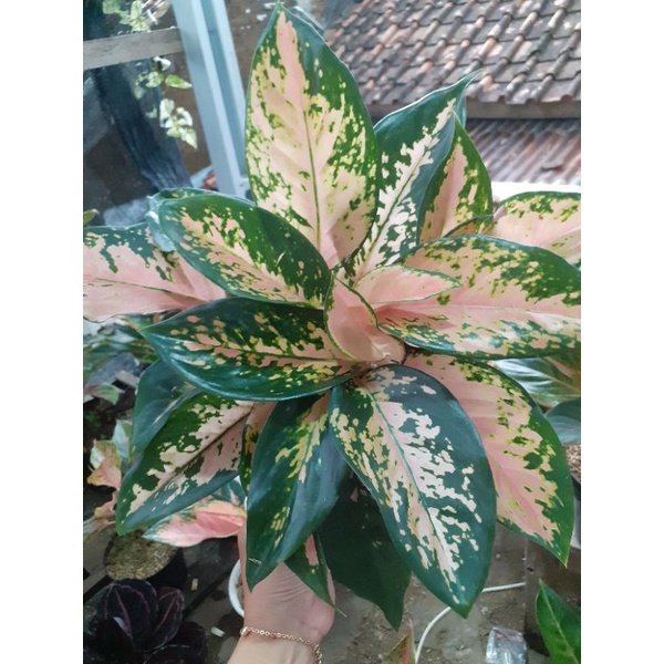 aglonema kocin pelangi