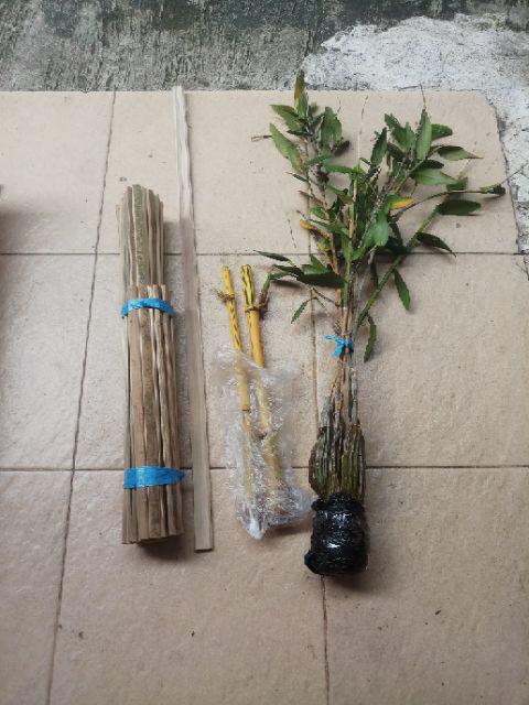 Anggrek Merpati Dewasa Siap Berbunga