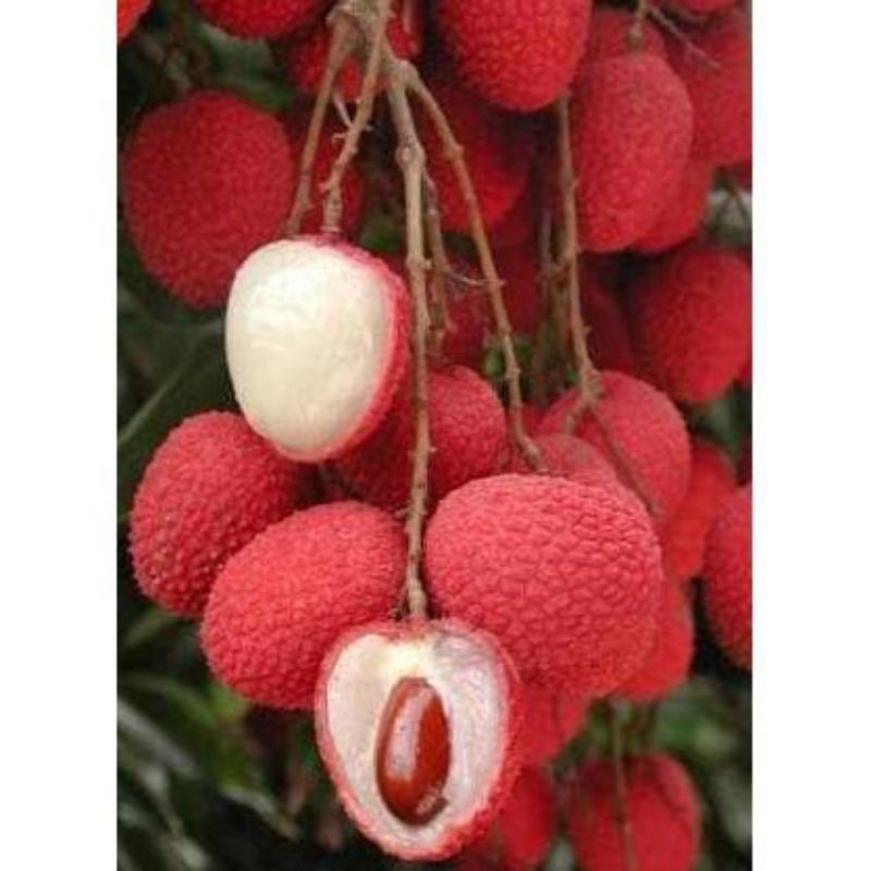 Bibit Tanaman Buah Leci Super Genjah Pohon Buah Lechy Leci Com Import Cangkok Cepat Berbuah