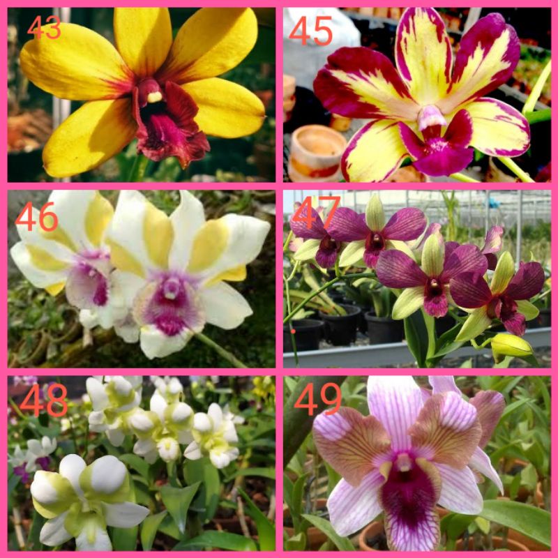 Anggrek dendro sedling - Seedling anggrek dendrobium bulat