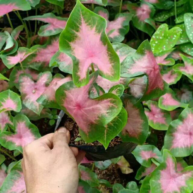 Tanaman Hias Keladi Pink Love Tanaman Hias Keladi Caladium Pink Shopee Indonesia