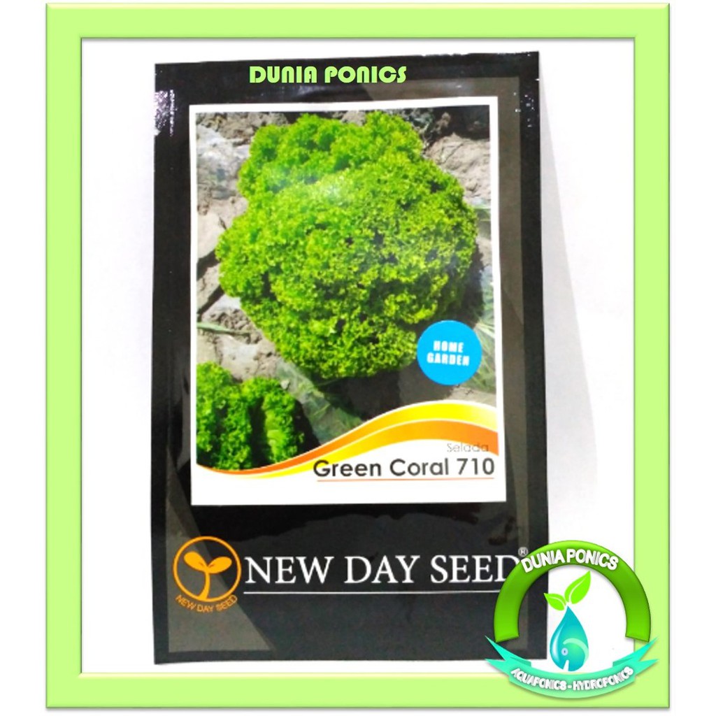 Benih Bibit Green Coral Lettuce Selada Keriting Hijau  NEW DAY SE