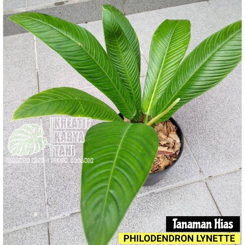 Tanaman hias philodendron lynette - Philo linet - Philodendron Lynette