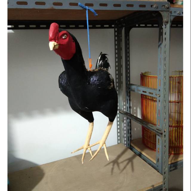 Boneka ayam  untuk melatih fisik dan keberanian ayam