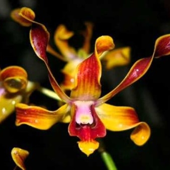 seedling angrek dendrobium besi