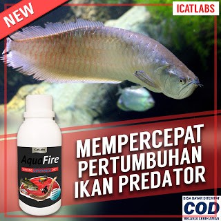 [C2] AQUAFIRE PAKAN IKAN PREDATOR IKAN HIAS PREDATOR IKAN PEACOCK IKAN PALMAS IKAN CHICLID