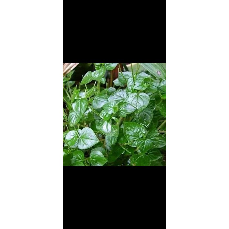 

Daun suruh cina ( kenci kencian seribu manfaat) 1kg