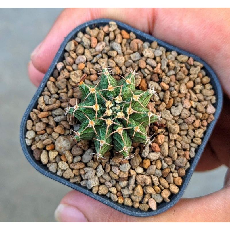 Kaktus Gymnocalycium Hybrid ( LB2178 x Yellow tiger)