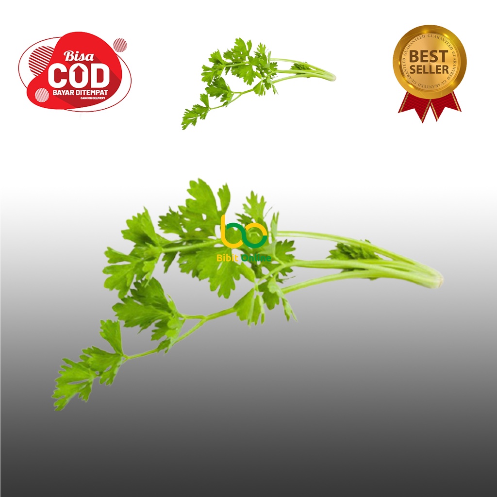 

DAUN SELEDRI kemasan 100 GR bibit online