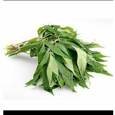 

DAUN SINGKONG