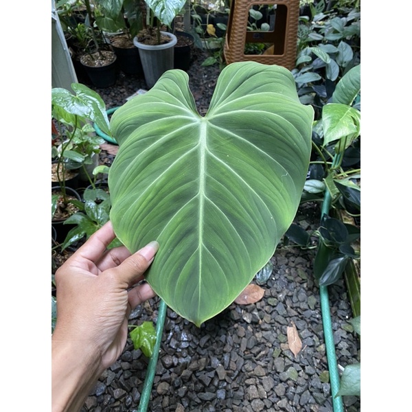 philodendron gloriosum daun satu