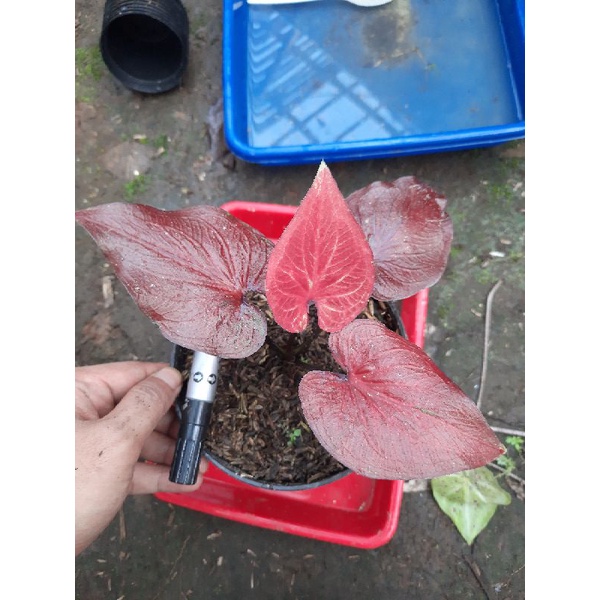 CALADIUM THAILAND SERIES