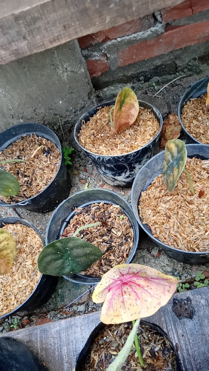 Tambahan Packing Paralon