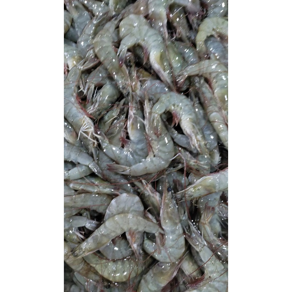 

Udang Super size 35-40
