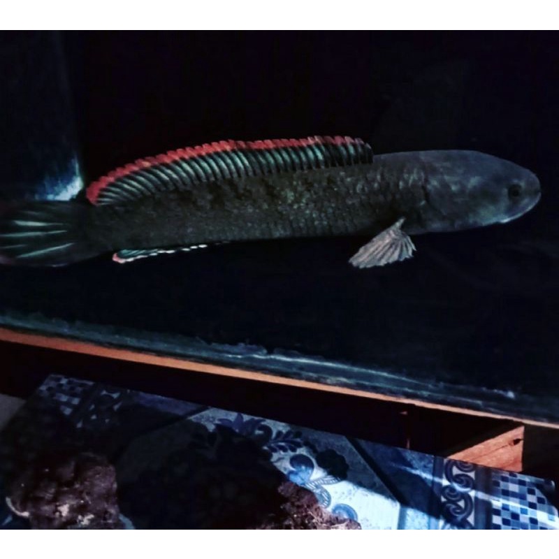 Limbata red rim (rim merah) 13-17 cm