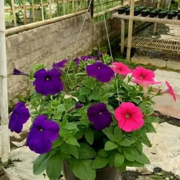tanaman gantung petonia rimbun
