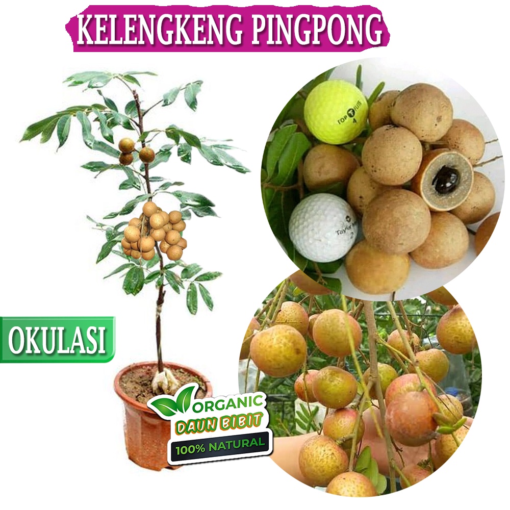 Bibit Kelengkeng PingPong Okulasi