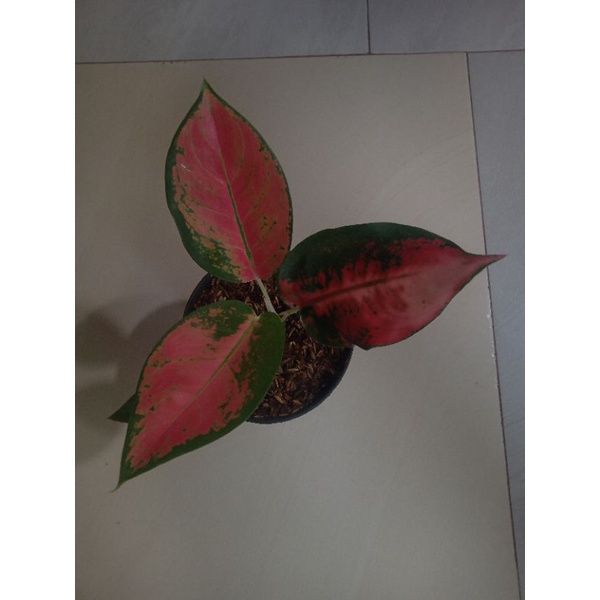 aglonema kocin monfori menor