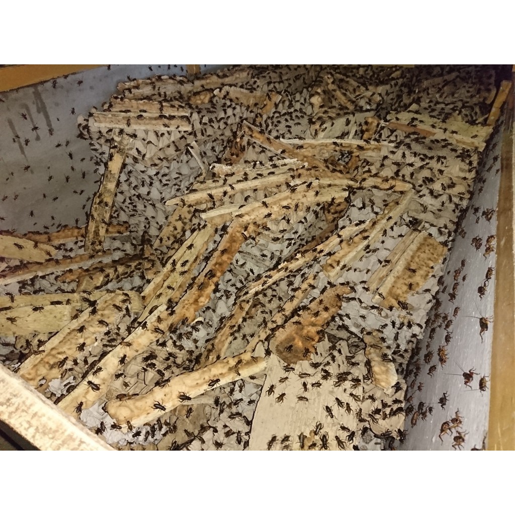 jual Jangkrik Alam Telur Jangkrik Alam Super