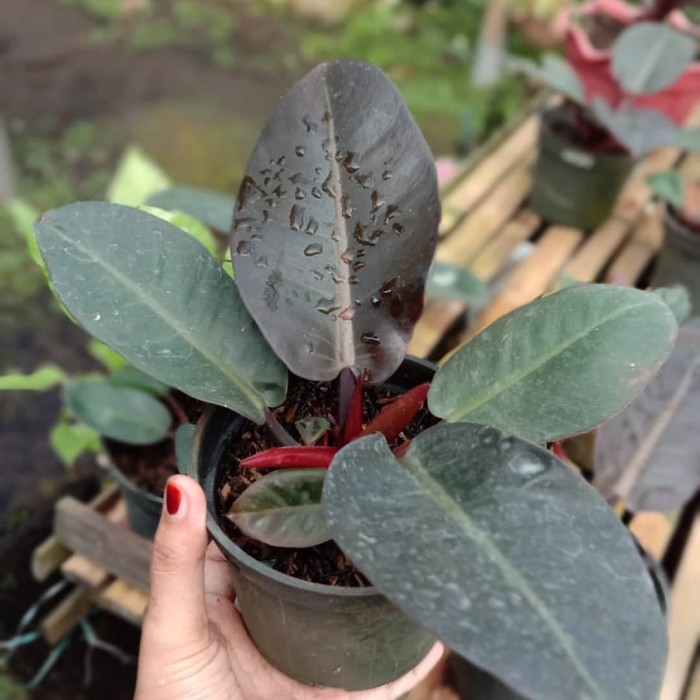 Philodendron Black Cardinal - Philo Cardinal