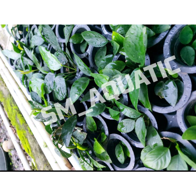 Anubias NANA (Anubias barteri var.Nana)