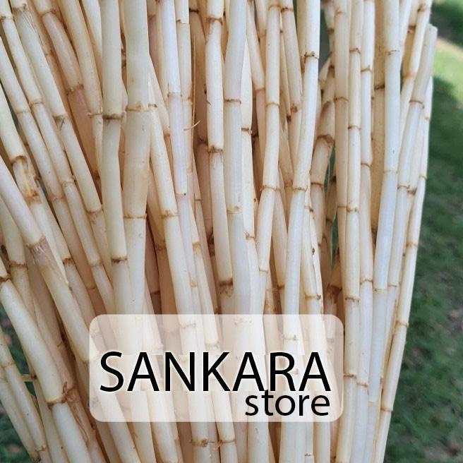 

Kualitas Premium.. Akar Alang Alang Segar 1kg (tidak kering) 860