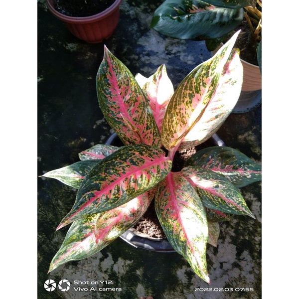 Anglonema Hot Lady dewasa rumpun 2