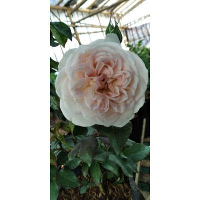 mawar kampung wangi warna putih gradasi