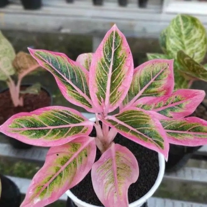 bonggol tunas bunga aglonema lotus delight tanaman hia aglaonema lotus