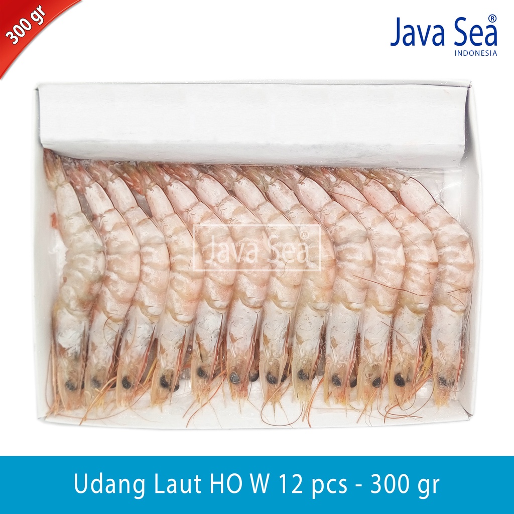 

Udang Laut Utuh Ada Kepala HO W-12 ekor pack 300gr Java Sea