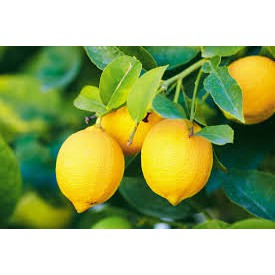 

Jeruk Lemon