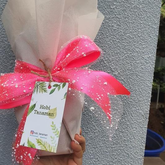 

❁ extra bungkus kado / hadiah tanaman / gift packaging + pita ♨