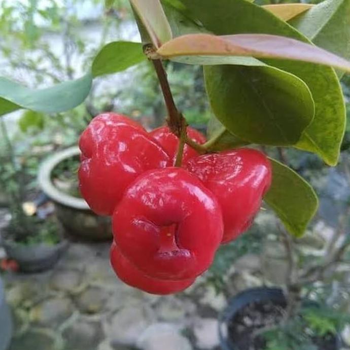 T4B Bibit Pohon Jambu Air Kancing Merah - Buah Jambu - Tanaman Jambu Air