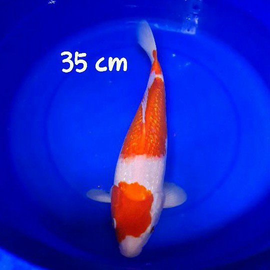 ikan koi kohaku ginrin berpunuk asal blitar KHG02