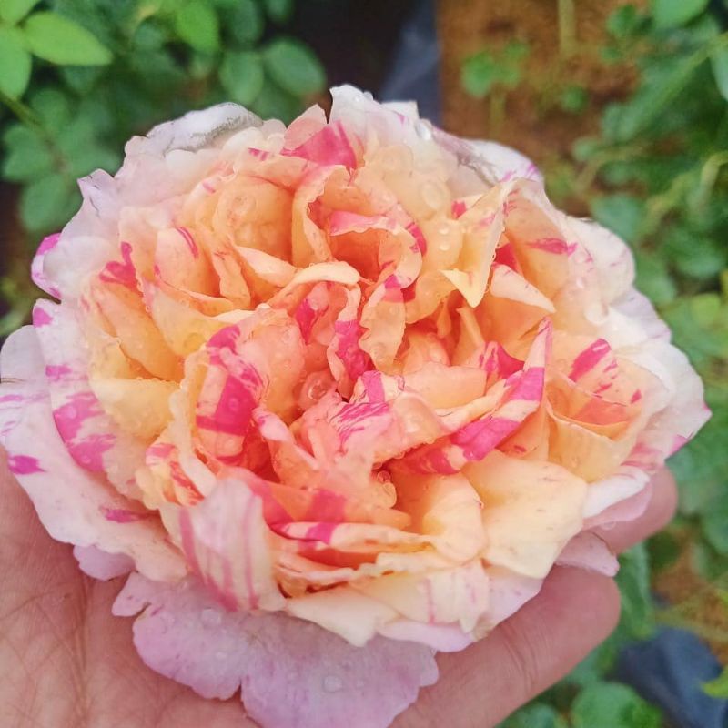 mawar import julie adreu