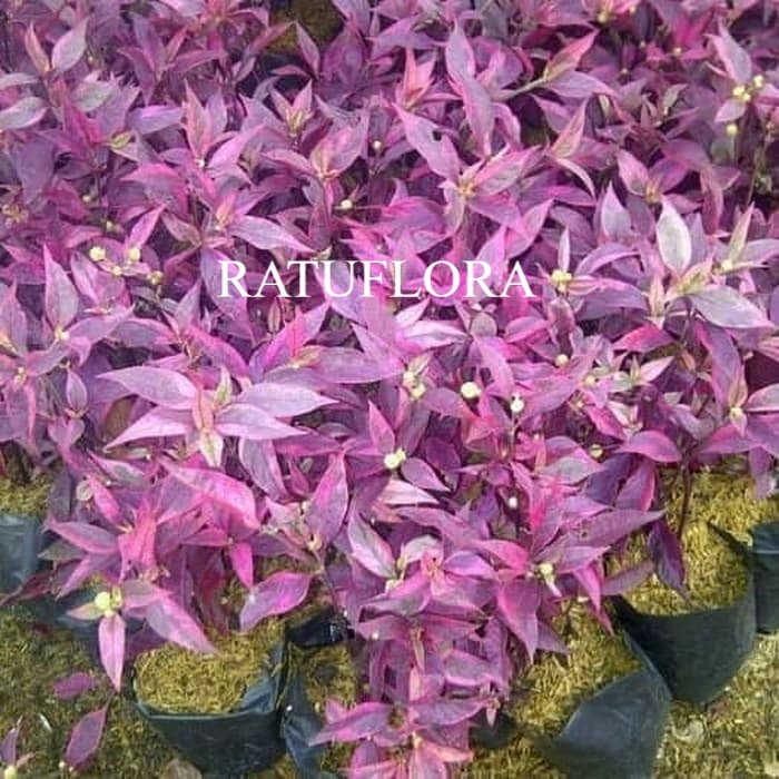 tanaman bayam merah - bunga erfah