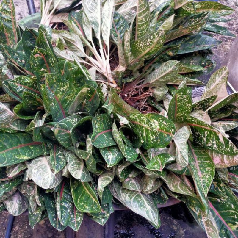 bonggol ASLI aglonema donacarmen MUTASI-AGLONEMA BONGGOLAN NO TIPU TIPU