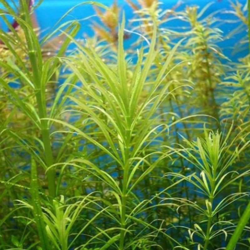 

pogostemon stellatus