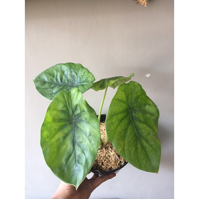 Alocasia tengkorak hijau