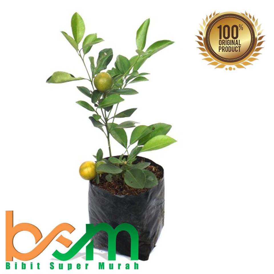 Paket 3 Bibit Jeruk Monde Berbuah