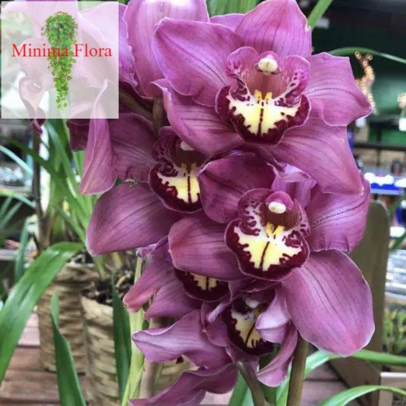 CYMBIDIUM/ANGGREK TANAH (tanaman hidup bunga hidup cantik cantik murah kembang hidup asli pohon vira