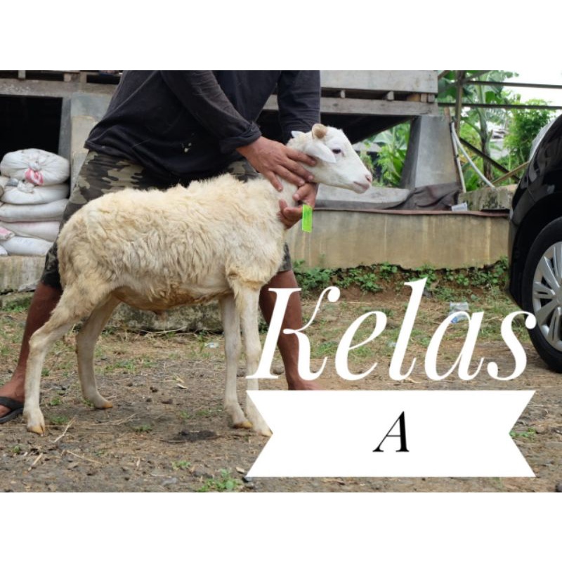 Hewan Qurban Domba, Kambing dan Sapi Termurah Sejabodetabek