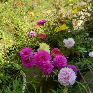  Krokot Mawar  Tanah Mossrose moss rose portulaca 