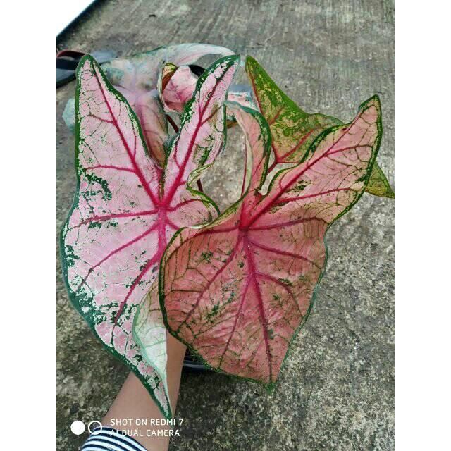 Caladium Keladi Red Bone Tanaman Hias Keladi Red Bone Canti dan Berkualitas