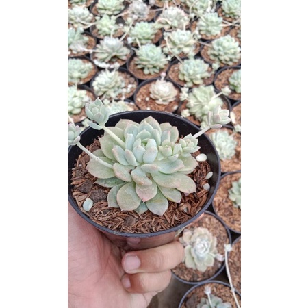 sukulen echeveria prolifica