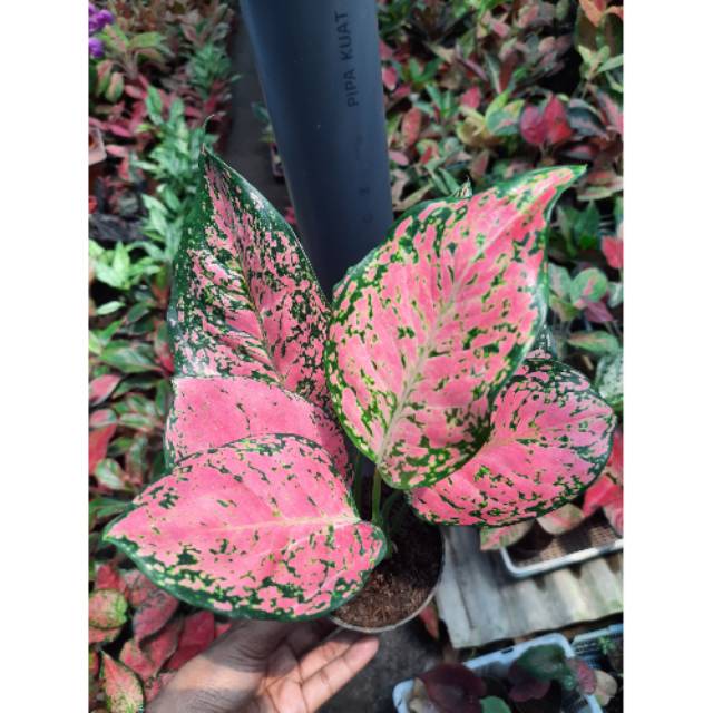 Tanaman Hias Aglaonema RUBY MATRIX Shopee Indonesia Tanaman Hias Aglaonema RUBY MATRIX Shopee Indonesia