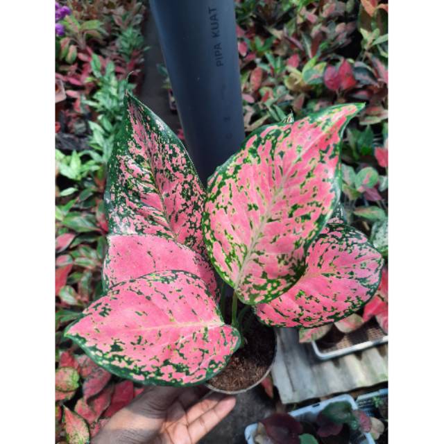 Tanaman Hias Aglaonema  RUBY  MATRIX  Shopee Indonesia