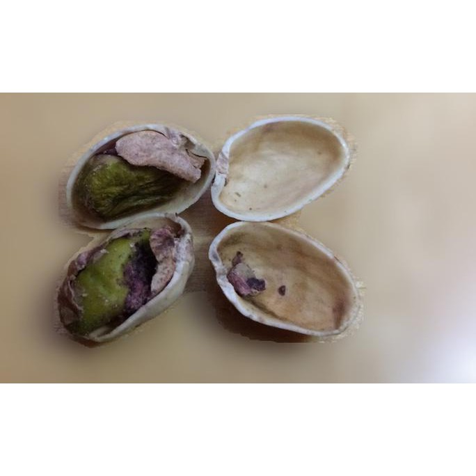 

Terbaru Kacang Arab / Kacang Pistachio