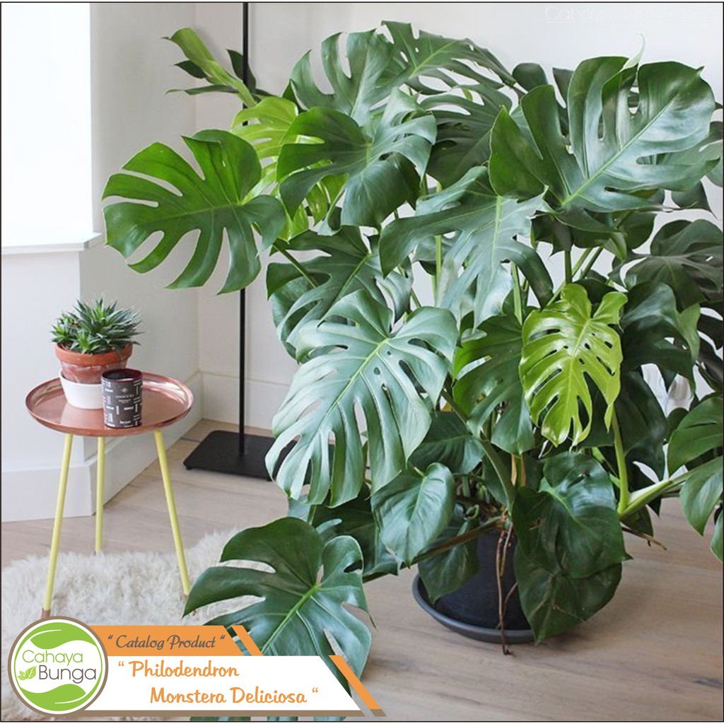  Tanaman  Hias  Philodendron Monstera Shopee  Indonesia