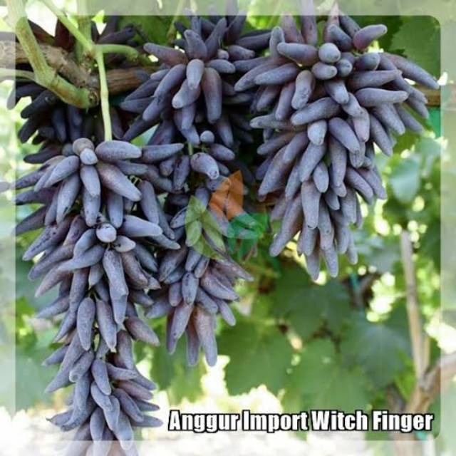 Bibit anggur import jenis witch finger